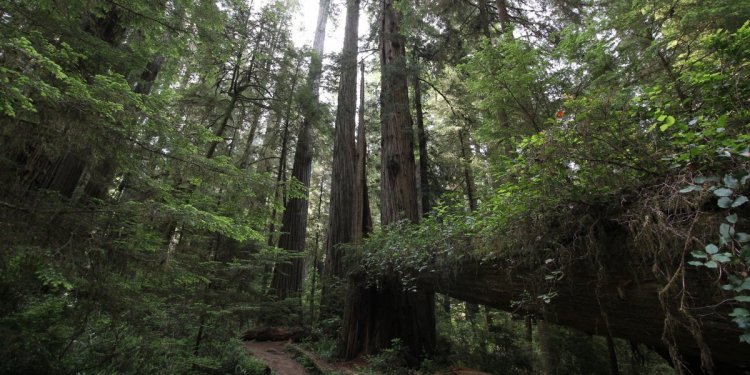 Boy Scout Tree Trail in