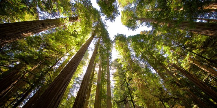 Boy Scout Tree Trail - Eureka