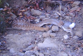 Rattlesnake eating a cottontail rabbit on Cowles Mountain fire road.